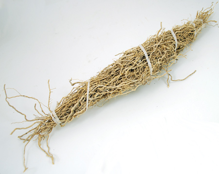 Patchouli Root 1 root bundle (image for) Patchouli Root 1 root bundle